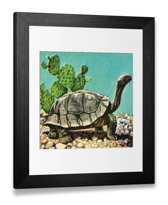 Framed Print : Turtle. http: / / csaimages.com / images / istockprofile / csa_vector_dsp.jpg Framed Print : Turtle. http: / / csaimages.com / images / istockprofile / csa_vector_dsp.jpg