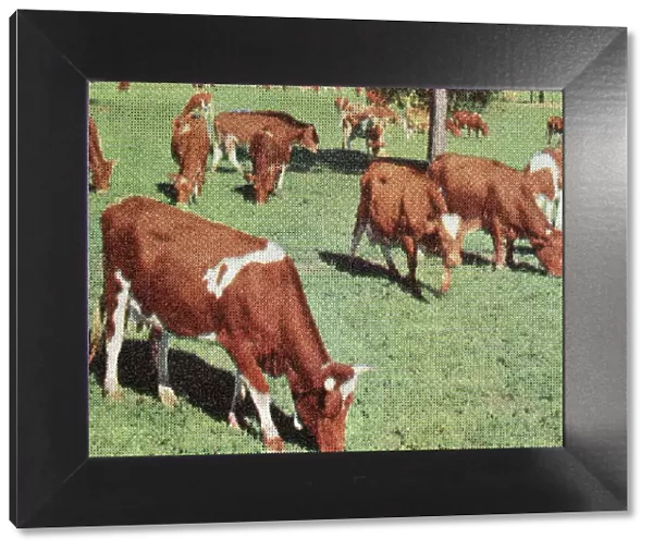 Cows. http: /  / csaimages.com / images / istockprofile / csa_vector_dsp.jpg