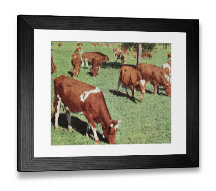 Framed Print : Cows. http: / / csaimages.com / images / istockprofile / csa_vector_dsp.jpg Framed Print : Cows. http: / / csaimages.com / images / istockprofile / csa_vector_dsp.jpg