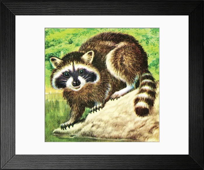 Framed Print : Raccoon. http: / / csaimages.com / images / istockprofile / csa_vector_dsp.jpg Framed Print : Raccoon. http: / / csaimages.com / images / istockprofile / csa_vector_dsp.jpg
