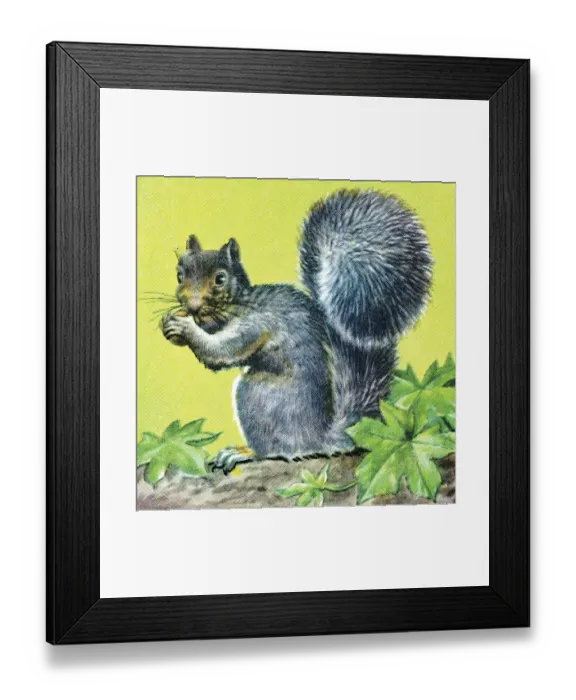 Framed Print : Squirrel. http: / / csaimages.com / images / istockprofile / csa_vector_dsp.jpg Framed Print : Squirrel. http: / / csaimages.com / images / istockprofile / csa_vector_dsp.jpg