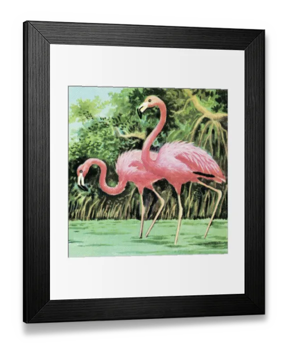 Framed Print : Two flamingos Framed Print : Two flamingos