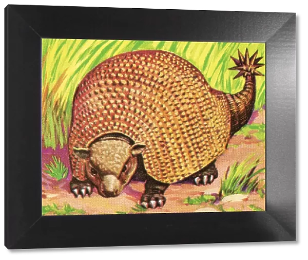 Armadillo. http: /  / csaimages.com / images / istockprofile / csa_vector_dsp.jpg