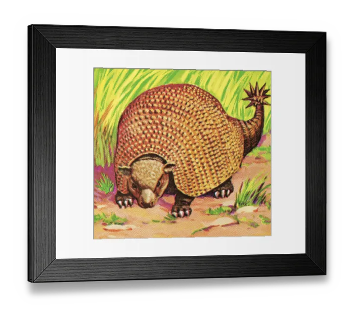 Framed Print : Armadillo. http: / / csaimages.com / images / istockprofile / csa_vector_dsp.jpg Framed Print : Armadillo. http: / / csaimages.com / images / istockprofile / csa_vector_dsp.jpg