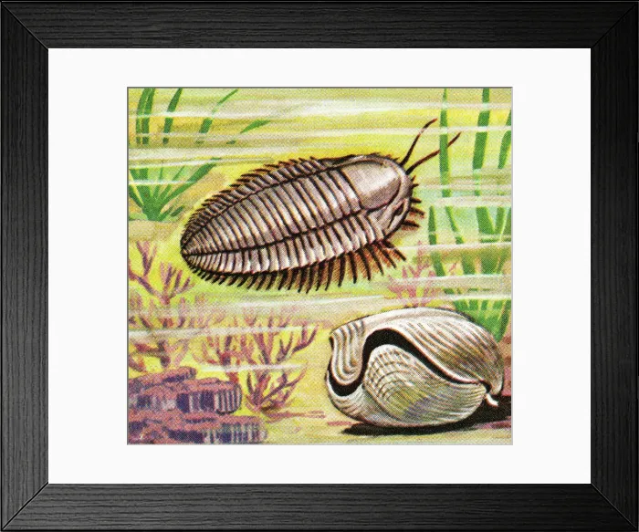 Framed Print : Sea creature Framed Print : Sea creature