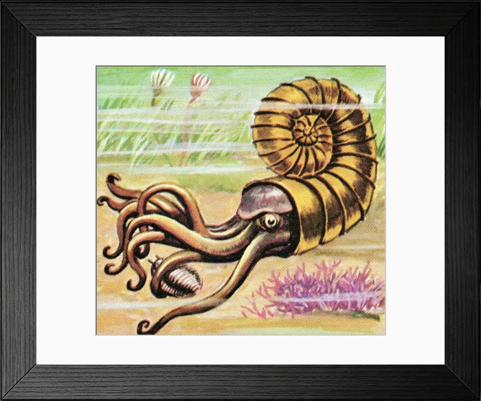Framed Print : Sea creature Framed Print : Sea creature