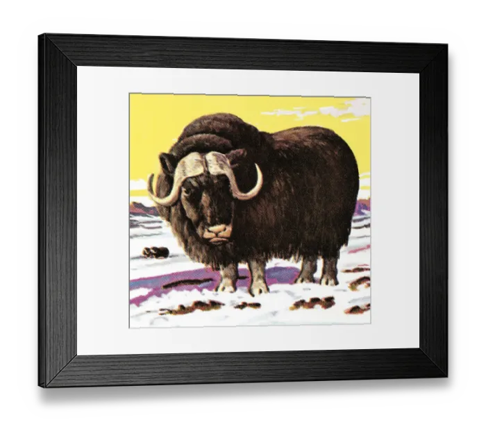 Framed Print : Yak. http: / / csaimages.com / images / istockprofile / csa_vector_dsp.jpg Framed Print : Yak. http: / / csaimages.com / images / istockprofile / csa_vector_dsp.jpg