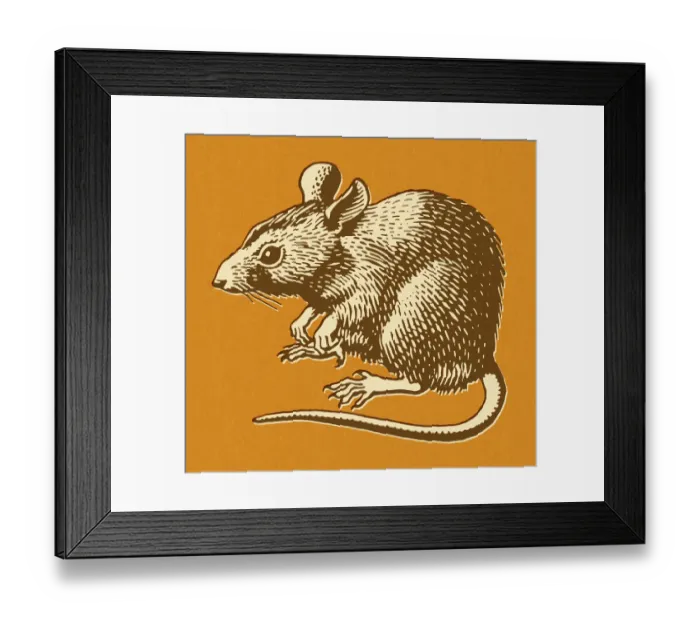 Framed Print : Rat on Orange Background Framed Print : Rat on Orange Background
