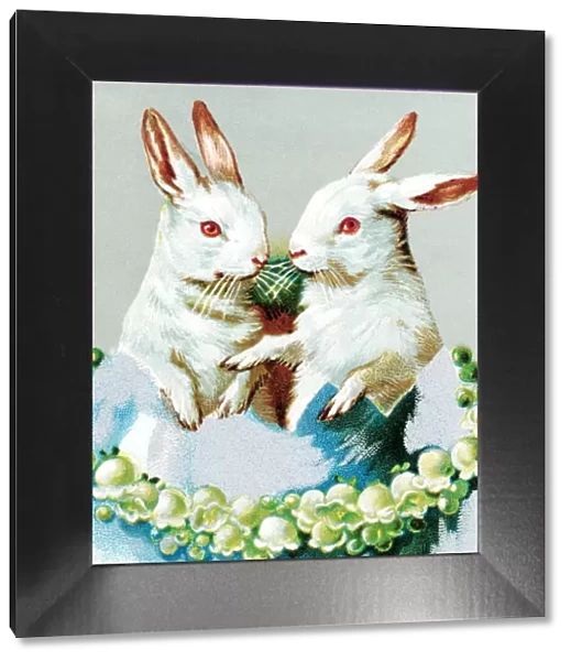 Rabbits. http: /  / csaimages.com / images / istockprofile / csa_vector_dsp.jpg