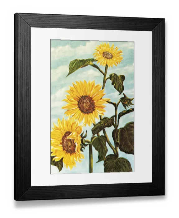 Framed Print : Sunflowers Framed Print : Sunflowers