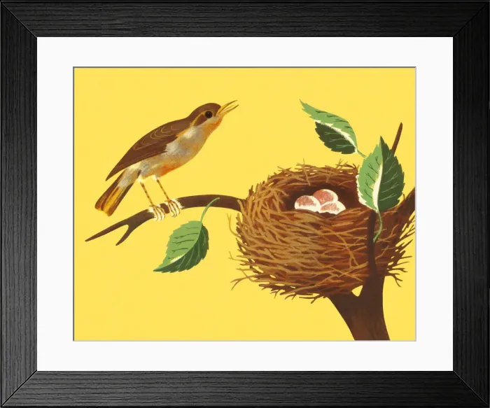 Framed Print : Bird and Birds Nest on a Branch Framed Print : Bird and Birds Nest on a Branch