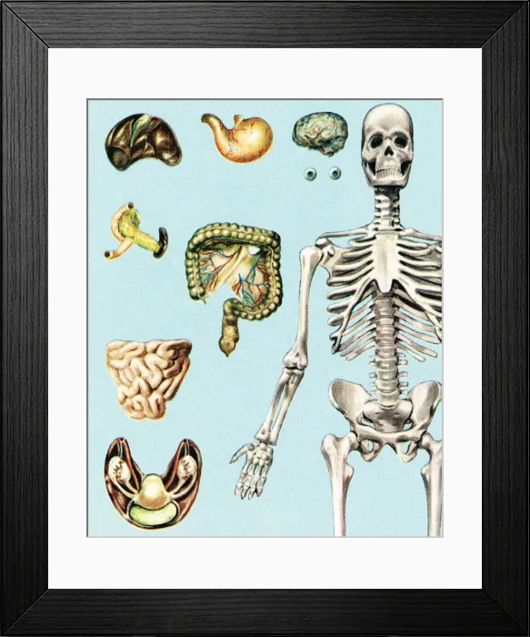 Framed Print : Skeleton and organs Framed Print : Skeleton and organs