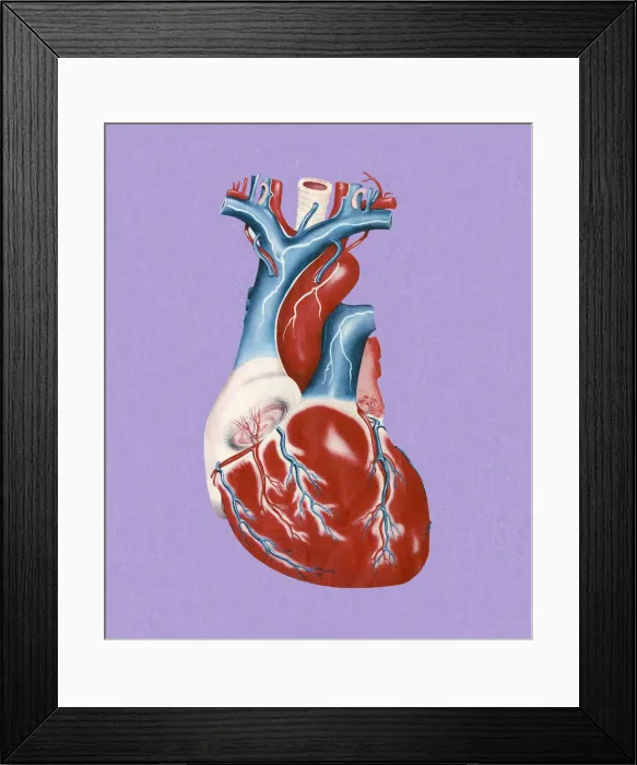 Framed Print : Human Heart Framed Print : Human Heart