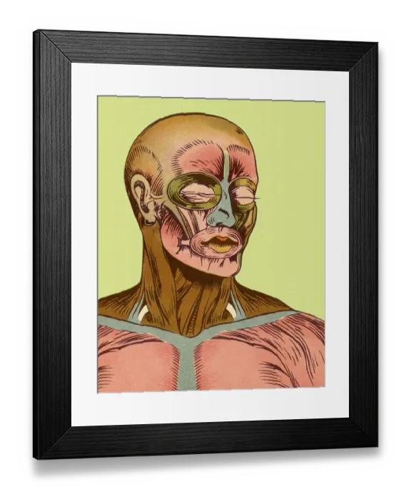 Framed Print : Close-up of Muscles of Head and Chest Framed Print : Close-up of Muscles of Head and Chest