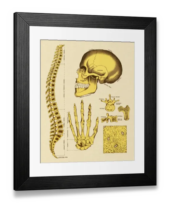 Framed Print : Various Human Bones Framed Print : Various Human Bones