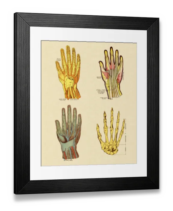 Framed Print : Four Views of Hand Framed Print : Four Views of Hand