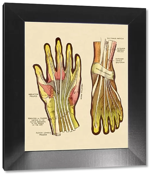 Tendons and Ligaments in Hand and Foot
