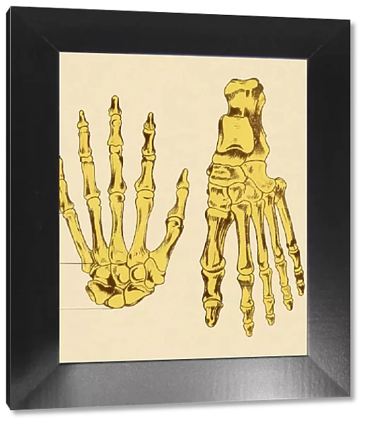 Bones of Hands and Foot
