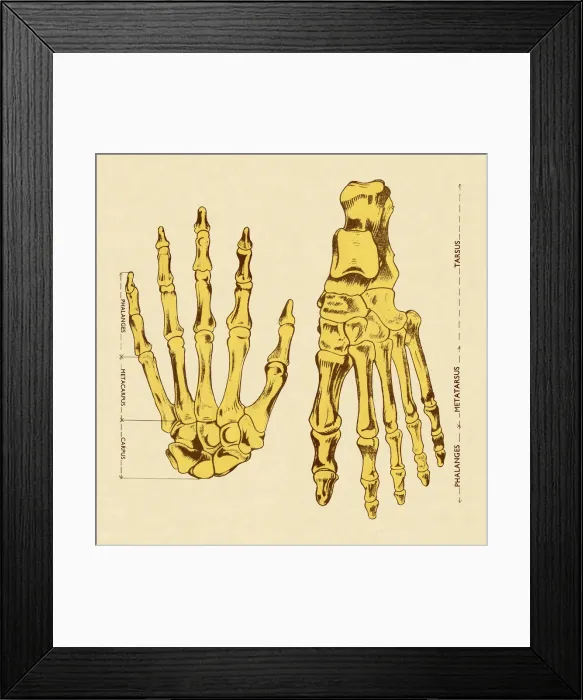 Framed Print : Bones of Hands and Foot Framed Print : Bones of Hands and Foot