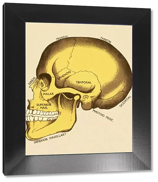 Bones of Human Skull