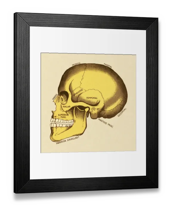 Framed Print : Bones of Human Skull Framed Print : Bones of Human Skull