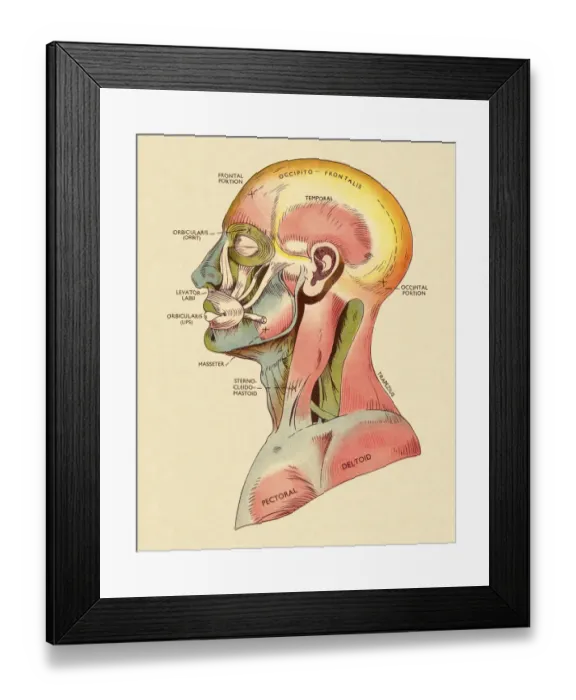 Framed Print : Muscles of The Head and Upper Body Framed Print : Muscles of The Head and Upper Body