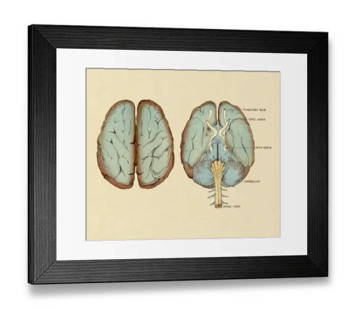 Framed Print : Diagram of Brain Framed Print : Diagram of Brain