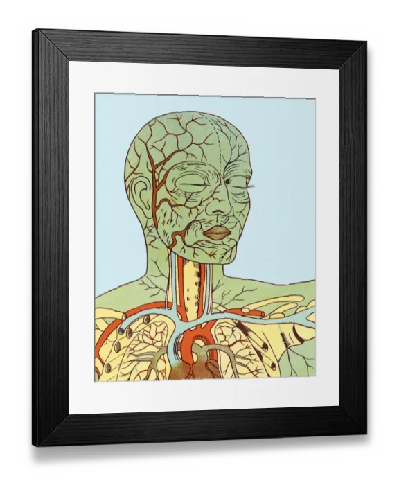 Framed Print : Anatomy of Head and Chest Framed Print : Anatomy of Head and Chest