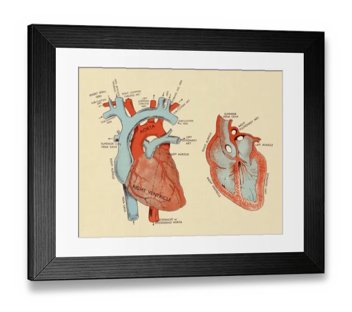 Framed Print : Diagram of Heart Framed Print : Diagram of Heart