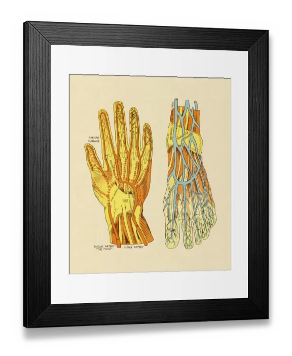 Framed Print : Vessels and Arteries of Hand and Foot Framed Print : Vessels and Arteries of Hand and Foot