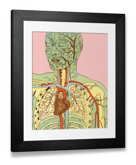 Framed Print : Anatomy of Circulatory System