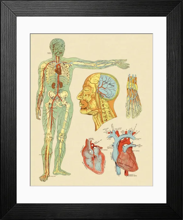 Framed Print : Anatomy of Veins and Arteries Framed Print : Anatomy of Veins and Arteries
