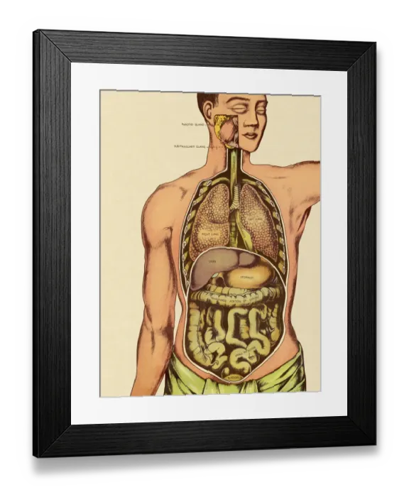 Framed Print : Front View of Mans Organs Framed Print : Front View of Mans Organs