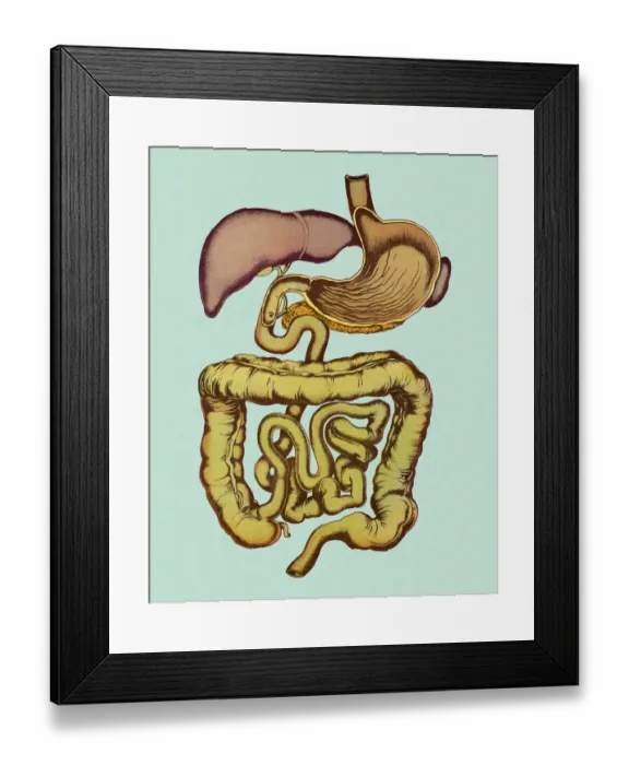 Framed Print : Digestive Tract Framed Print : Digestive Tract