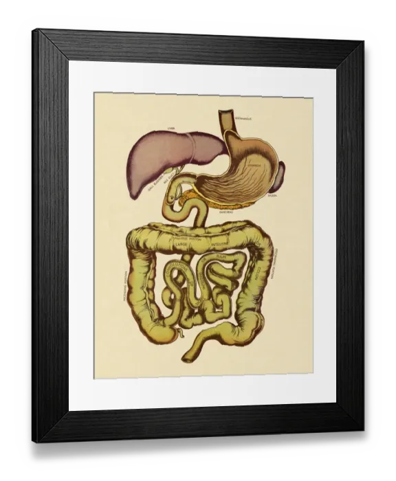 Framed Print : View of the Digestive Tract Framed Print : View of the Digestive Tract