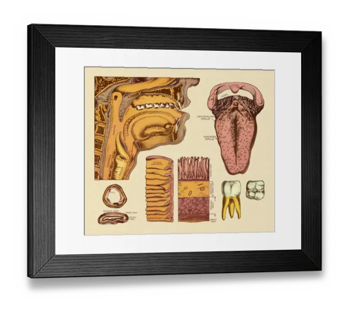 Framed Print : Diagram of Mouth Framed Print : Diagram of Mouth