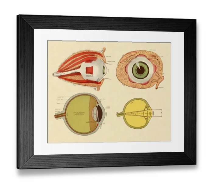 Framed Print : Four Views of Eye Framed Print : Four Views of Eye