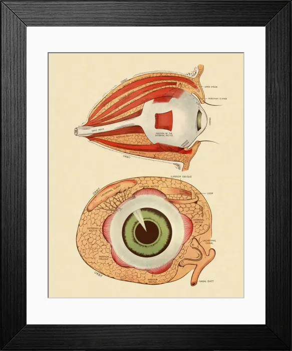 Framed Print : Front and Side View Diagram of Eye Framed Print : Front and Side View Diagram of Eye