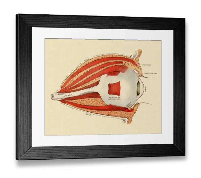 Framed Print : Diagram of Human Eye Framed Print : Diagram of Human Eye