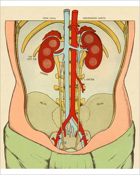 Anatomy of Body Featuring Kidneys