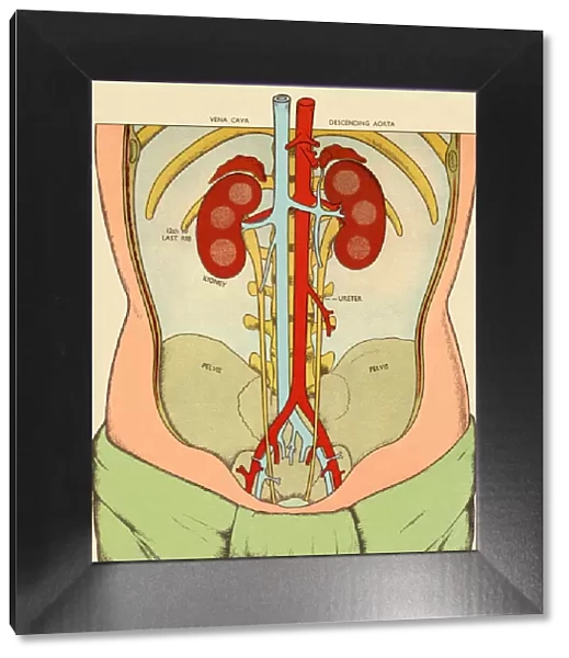 Anatomy of Body Featuring Kidneys