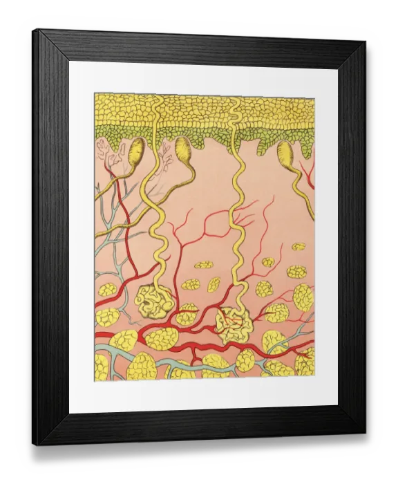 Framed Print : Cross Section Layers of Skin Framed Print : Cross Section Layers of Skin