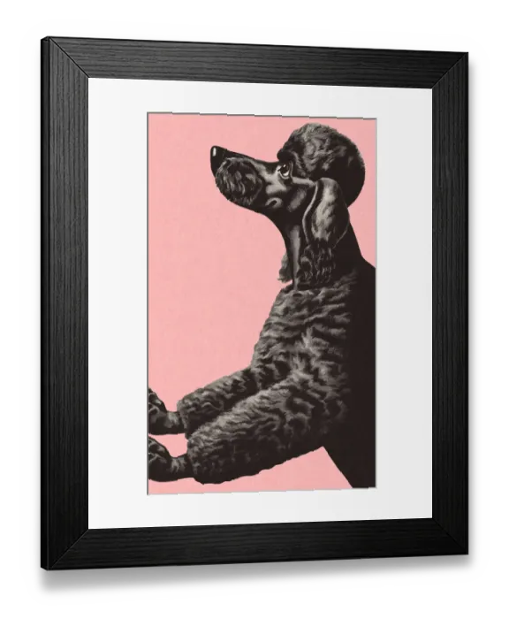 Framed Print : Black Poodle Framed Print : Black Poodle