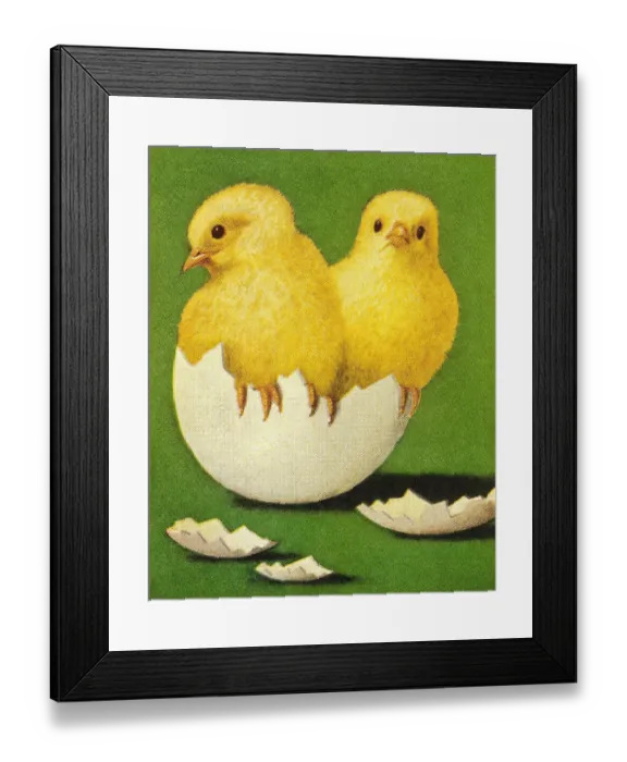 Framed Print : Chicks Coming Out of Shell Framed Print : Chicks Coming Out of Shell