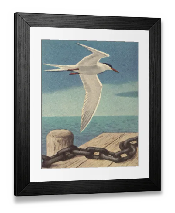 Framed Print : Seagull Near Dock Framed Print : Seagull Near Dock