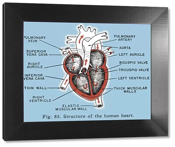Labelled Structure of the Human Heart Diagram