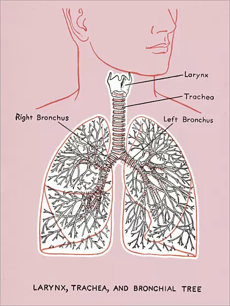 Lung Diagram