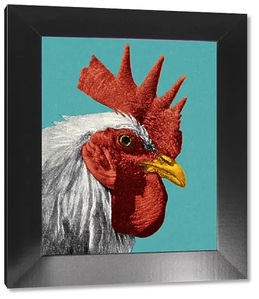 Head of a Rooster