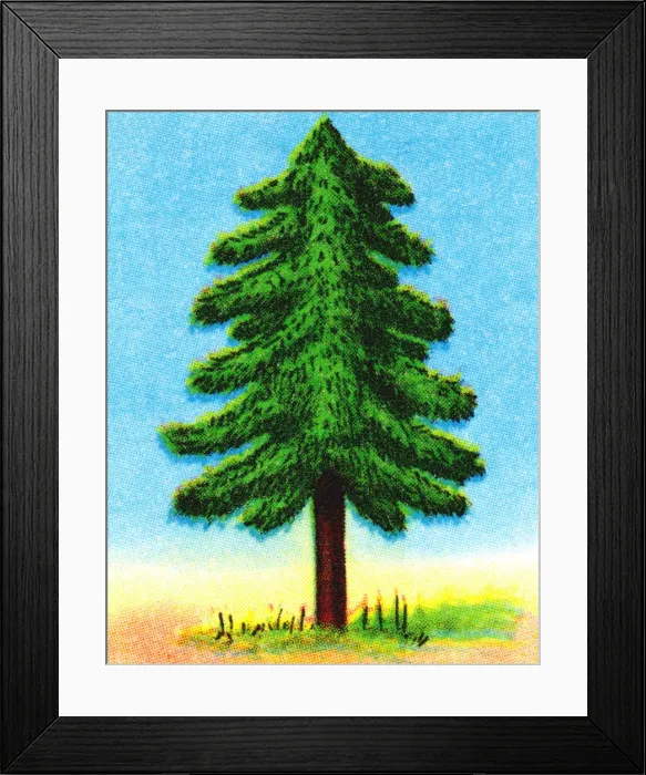 Framed Print : Tall Evergreen Tree Framed Print : Tall Evergreen Tree