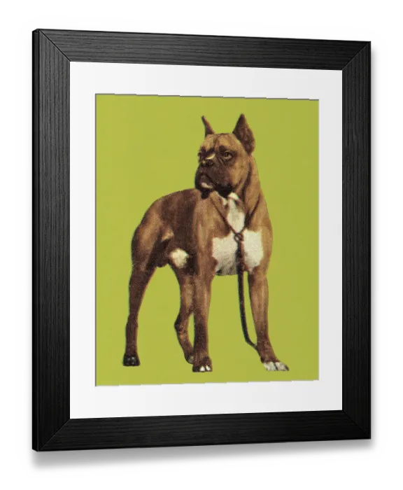 Framed Print : Boxer. http: / / csaimages.com / images / istockprofile / csa_vector_dsp.jpg Framed Print : Boxer. http: / / csaimages.com / images / istockprofile / csa_vector_dsp.jpg